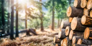 Troncos de madera sostenible listos para ser procesados en productos sostenibles.